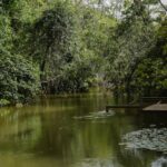 free-photo-of-tranquil-forest-stream-in-brazilian-wilderness